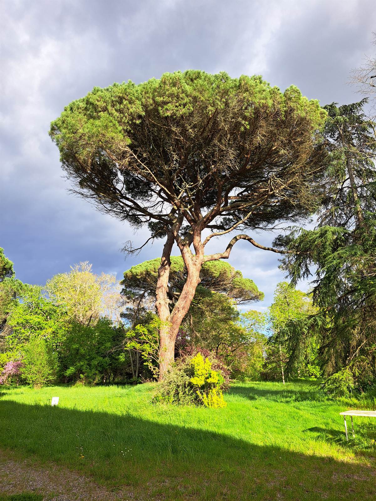 Un pin parasol isolé dans le parc, une allée tondue passant à son pied.