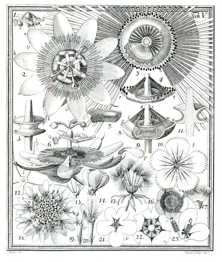 Une planche botanique du XVIIIe siècle disséquant des fleurs pour montrer leur structure interne et le chemin qu’un insecte y suit.